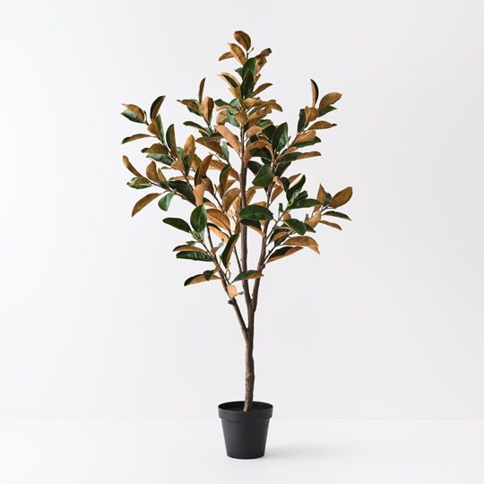 Magnolia Tree, Green 180cmh (FI10434GR)