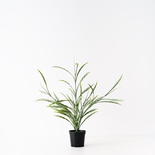 6 x Grass Plant, Grey Green 55cmh (FI10486GY)