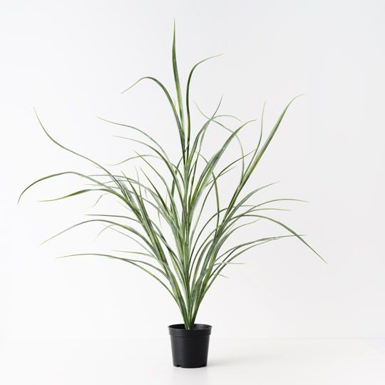 6 x Grass Plant, Grey Green 63cmh (FI10487GY)