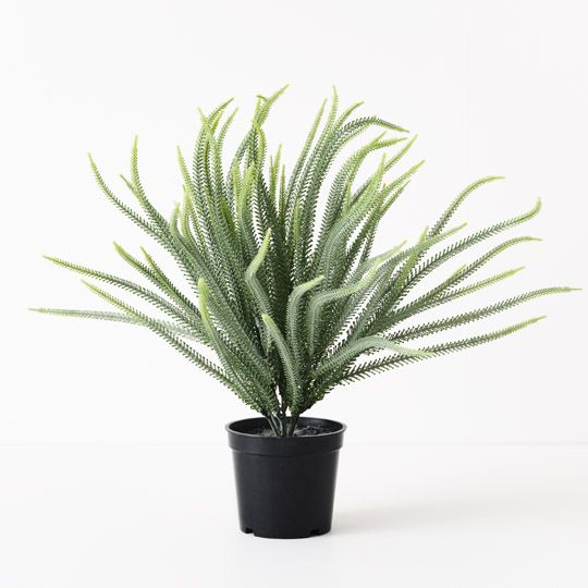 6 x Norfolk Pine Plant, Green 36cmh (FI10489GR)