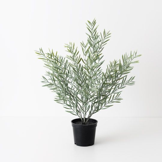 6 x Acacia Leaf Plant, Green Grey 43cmh (FI10488GR)