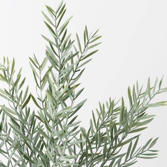 6 x Acacia Leaf Plant, Green Grey 43cmh (FI10488GR)