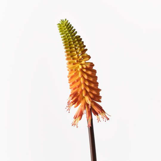 12 x Red Hot Poker Flame 70cml (FI9991FL)