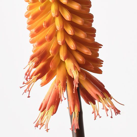 12 x Red Hot Poker Flame 70cml (FI9991FL)