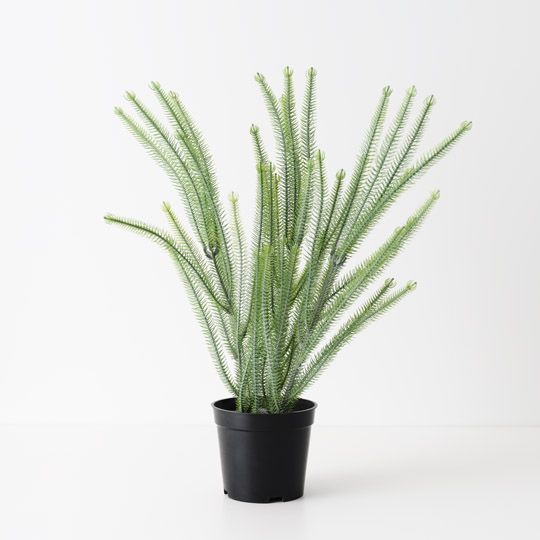 6 x Norfolk Pine Plant, Green 43cmh (FI10490GR)