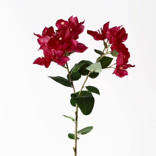 12 x Bougainvillea Spray Fuschia 84cml (FI10444FU)