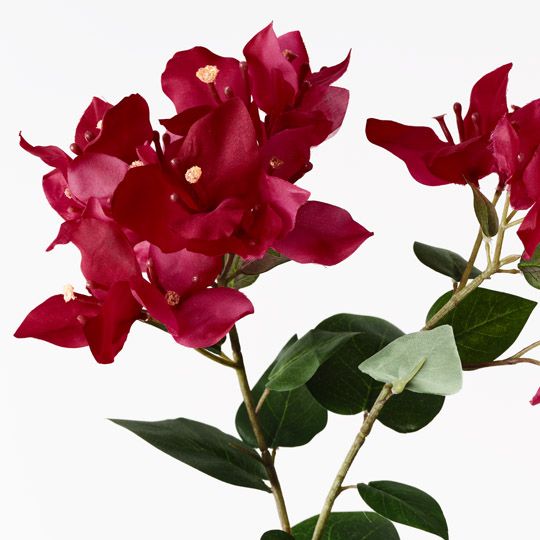 12 x Bougainvillea Spray Fuschia 84cml (FI10444FU)