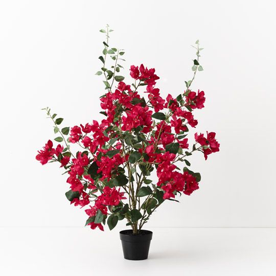 Bougainvillea Plant, Fuschia 87cmh (FI10446FU)