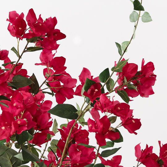 Bougainvillea Plant, Fuschia 87cmh (FI10446FU)