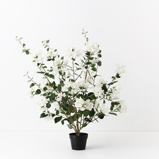 Bougainvillea Plant, White 87cmh (FI10446WH)