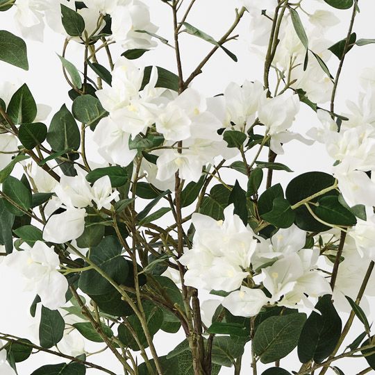 Bougainvillea Plant, White 87cmh (FI10446WH)