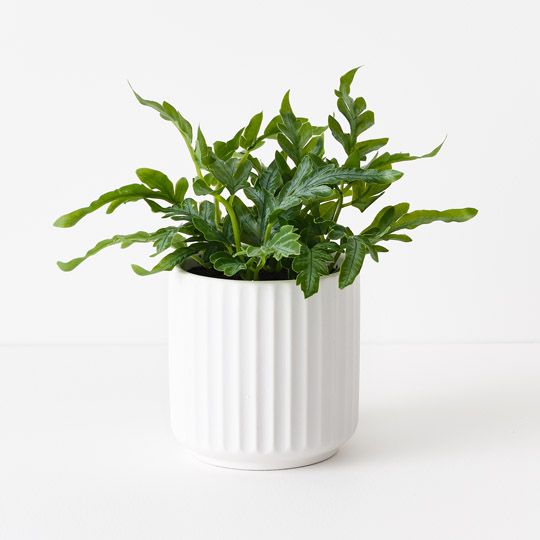 6 x Fern Kangaroo in Pot, Green 20cmh (FI10485GR)