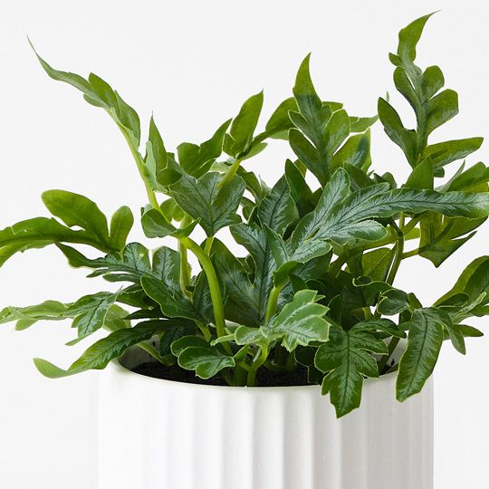 6 x Fern Kangaroo in Pot, Green 20cmh (FI10485GR)