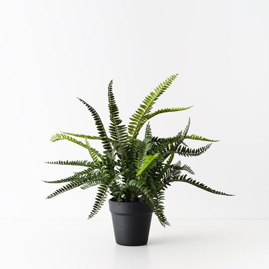 4 x Fern Boston Plant, Green 54cmh (FI10470GR)