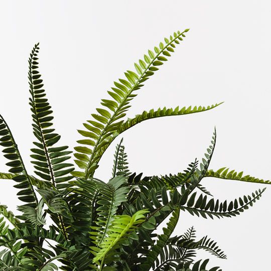 4 x Fern Boston Plant, Green 54cmh (FI10470GR)