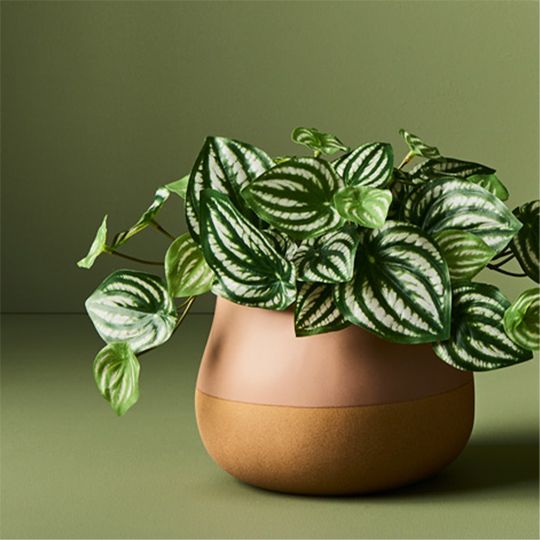 6 x Peperomia in Pot, Green 19cmh (FI7266GR)