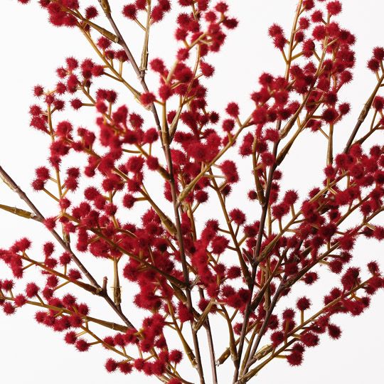 12 x Wattle Bush Red 48cml (FI9978RD)