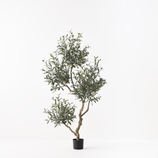 Olive Tree x5 (w/o fruit), Grey Green 190cmh