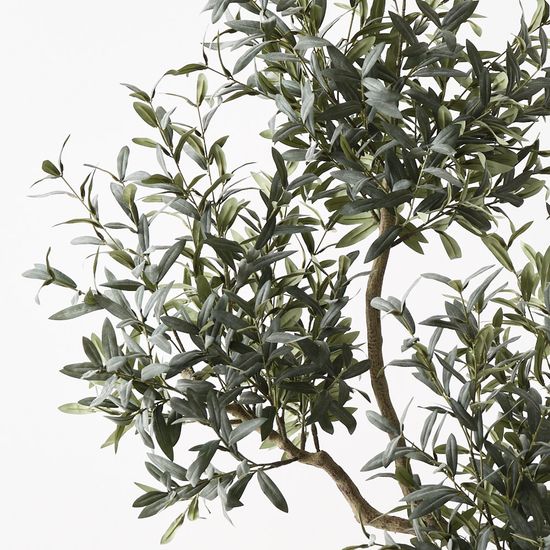 Olive Tree x5 (w/o fruit), Grey Green 190cmh