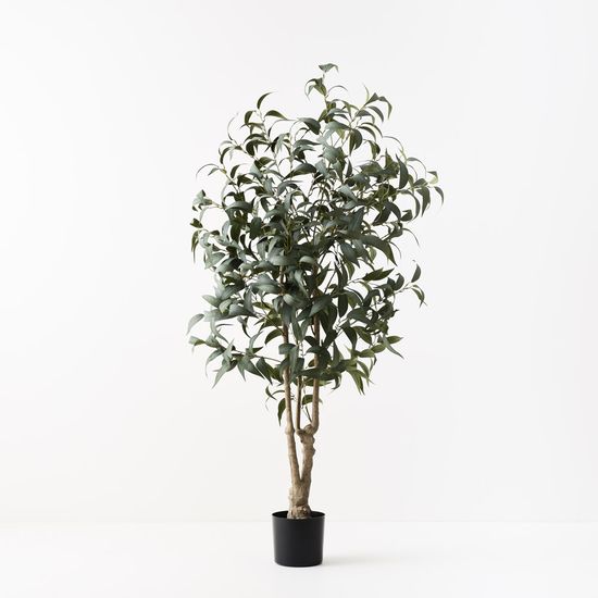 Eucalyptus Long Leaf Tree, Grey Green 180cmh