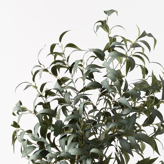Eucalyptus Long Leaf Tree, Grey Green 180cmh