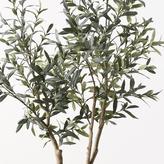 Olive Tree (w/o fruit), Grey Green 180cmh (FI10594GY)