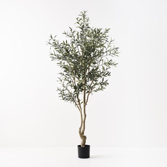 Olive Tree (w/o fruit), Grey Green 220cmh