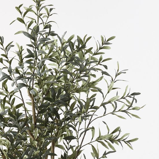 Olive Tree (w/o fruit), Grey Green 220cmh
