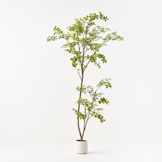 Cape Jasmine Tree, Green 200cmh
