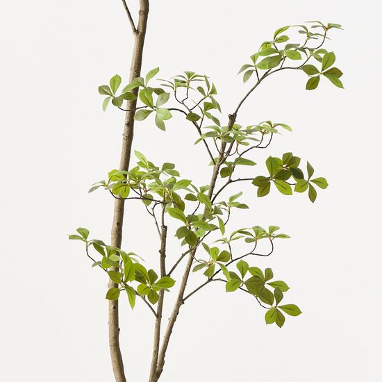 Cape Jasmine Tree, Green 200cmh