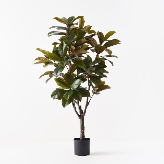 2 x Rubber Tree, Green 160cmh