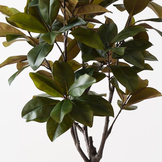 2 x Rubber Tree, Green 160cmh