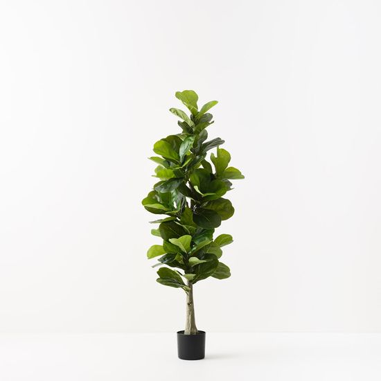 Fiddle Leaf Tree, Green 150cmh