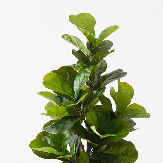 Fiddle Leaf Tree, Green 150cmh
