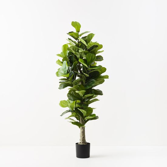 Fiddle Leaf Tree, Green 180cmh