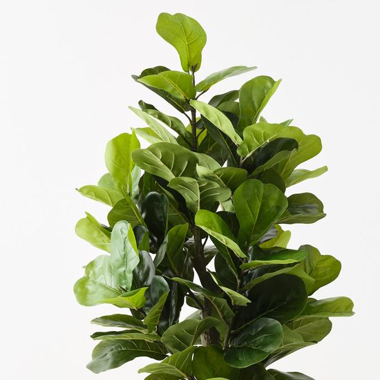 Fiddle Leaf Tree, Green 180cmh