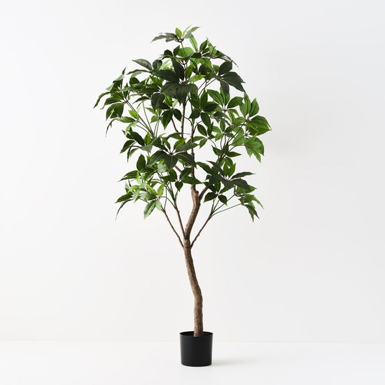 Pachira Aquatica Tree, Green 190cmh (FI10860GR)