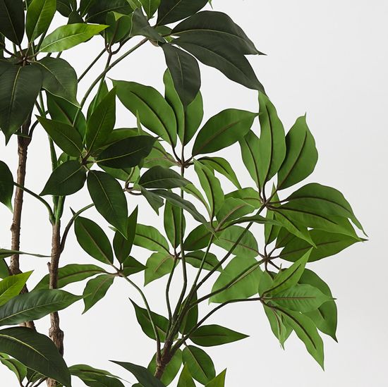 Pachira Aquatica Tree, Green 190cmh (FI10860GR)