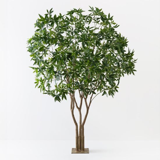 Pachira Aquatica Tree, Green 290cmh