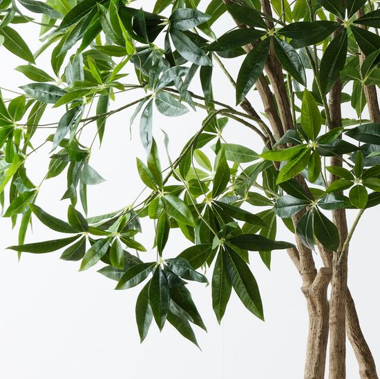 Pachira Aquatica Tree, Green 290cmh