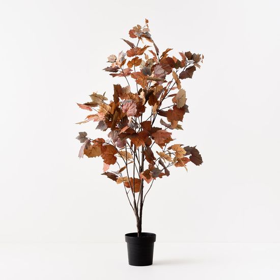 Maple Tree, Rust 155cmh