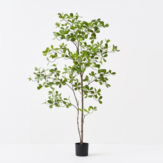 Black Olive Tree, Green 150cmh (FI10873GR)