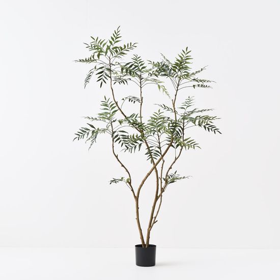 Palmera Tree, Green 180cmh (FI10862GR)