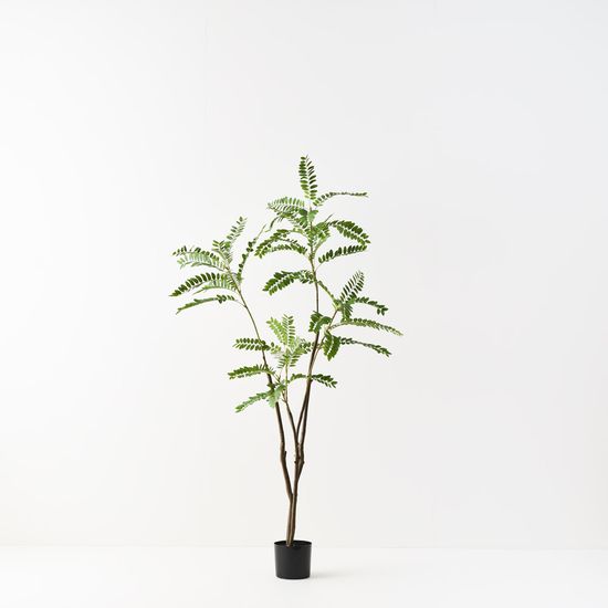 Cassia Tree, Green 180cmh