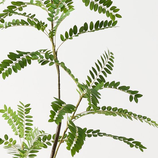 Cassia Tree, Green 180cmh