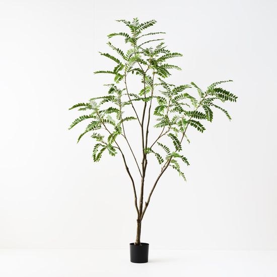 Cassia Tree, Green 240cmh