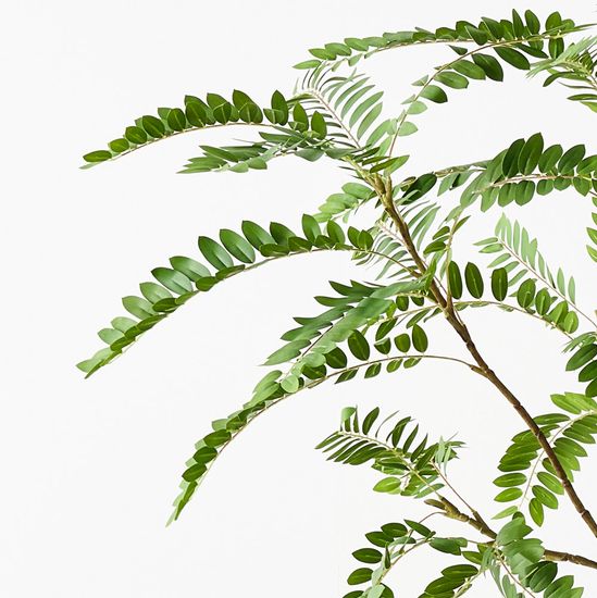 Cassia Tree, Green 240cmh