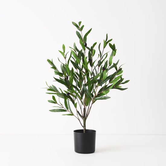 6 x Olive Tree, Green 73cmh