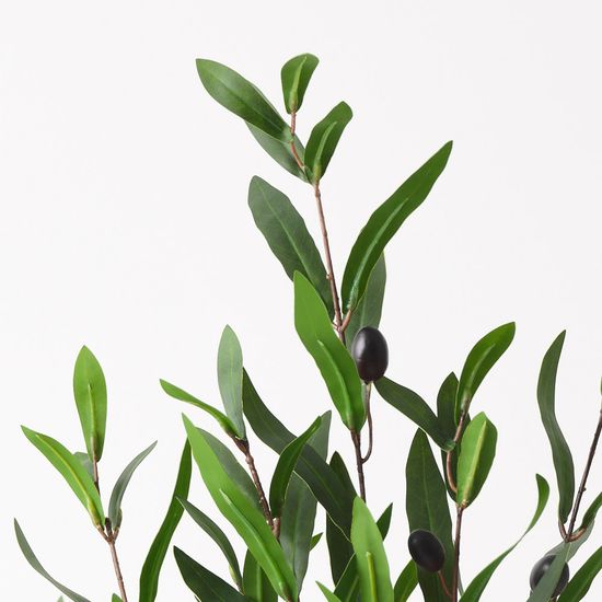 6 x Olive Tree, Green 73cmh