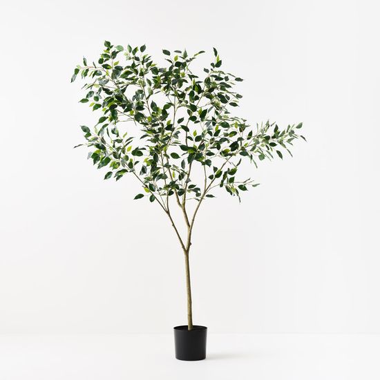 Ficus Tree, Green 210cmh (FI10893GR)